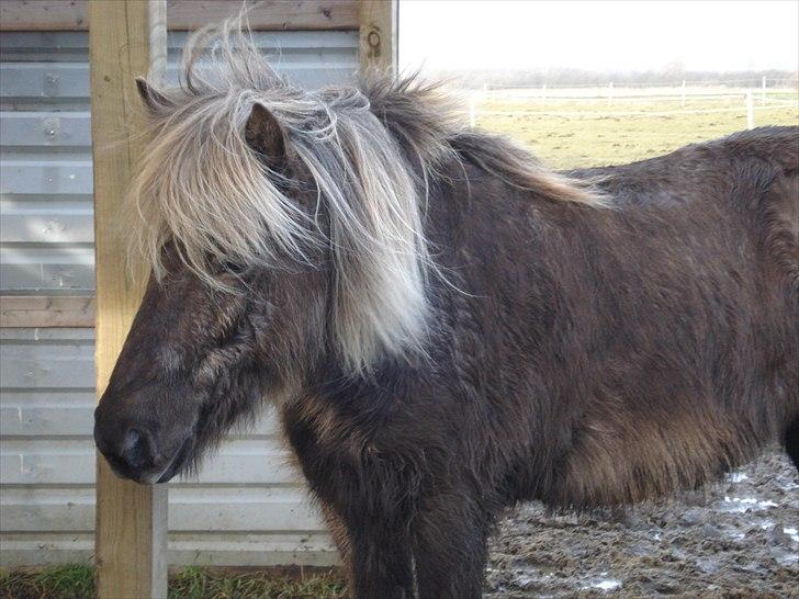 Islænder Sina från Östergård billede 6