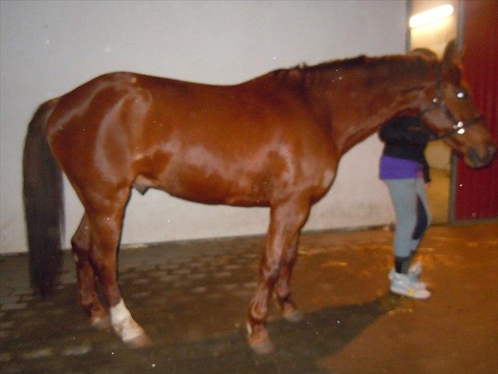 Anden særlig race Branco.  billede 7