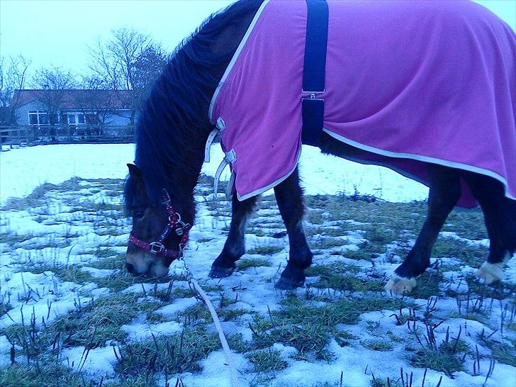 Anden særlig race Pontus - Den lille pony i sneen den første uge han var på rideskolen billede 8