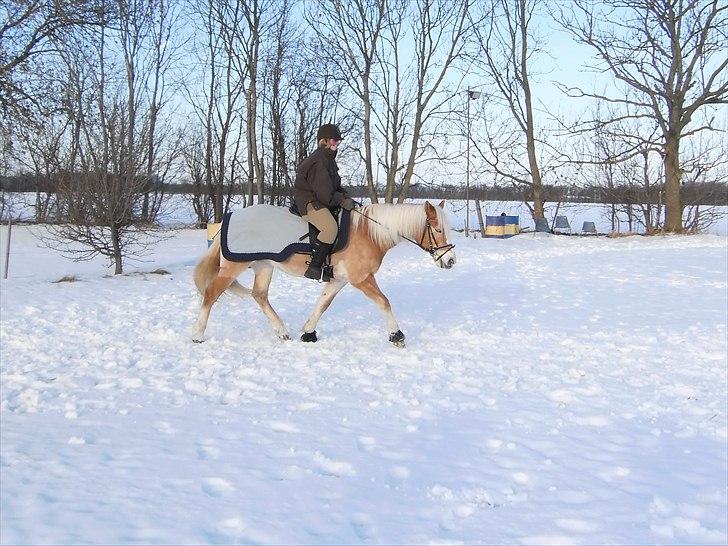 Tyroler Haflinger Kora Elghuset Tidl.part - Rideudervisning i sneen januar 2011 billede 1