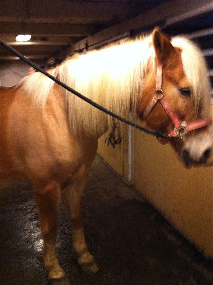 Tyroler Haflinger Kora Elghuset Tidl.part - På staldgangen 1 billede 2