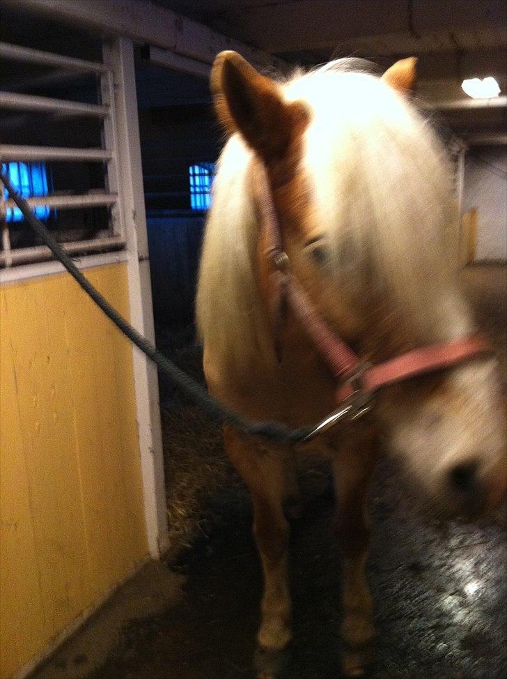 Tyroler Haflinger Kora Elghuset Tidl.part - På staldgangen 2 billede 3