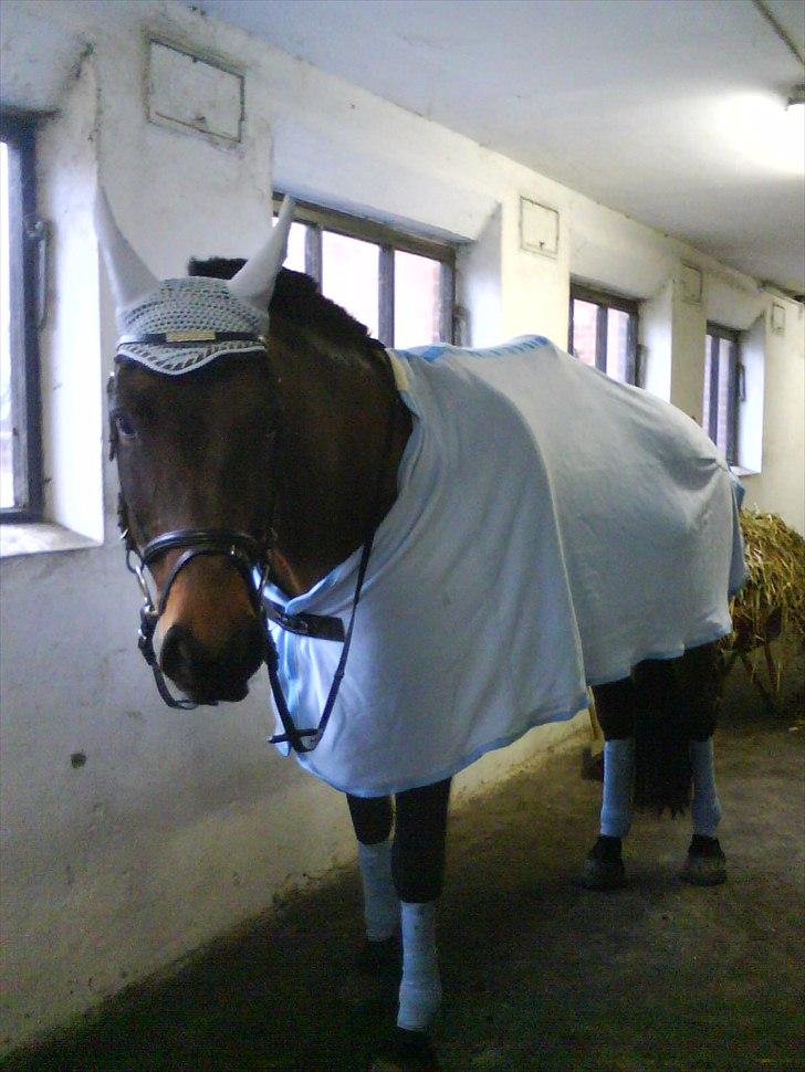 Holstener Magic billede 6