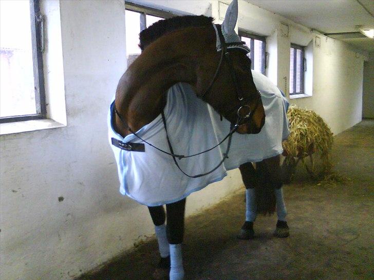 Holstener Magic billede 7