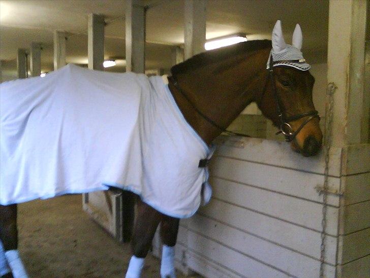 Holstener Magic billede 8