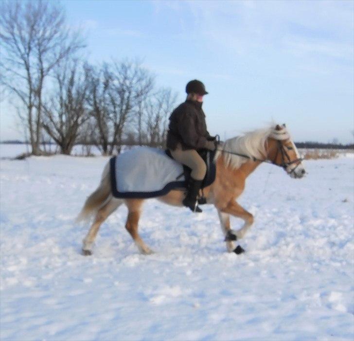 Tyroler Haflinger Kora Elghuset Tidl.part - Rideundervisning Kora og jeg januar 2011 billede 4