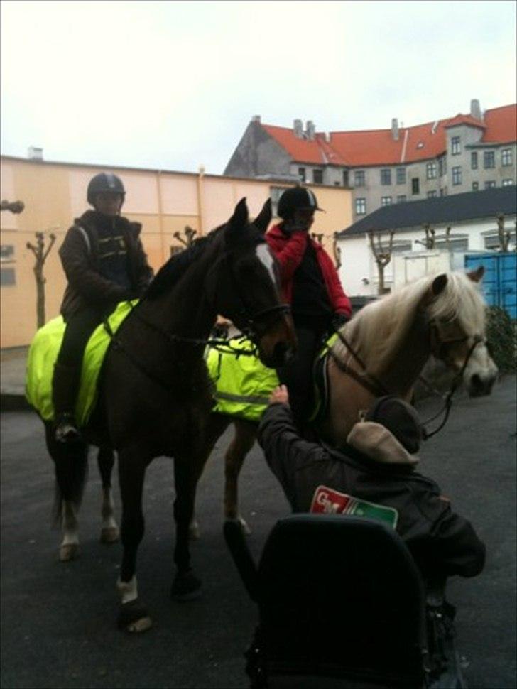 Tyroler Haflinger Kora Elghuset Tidl.part - Kora og Diana foran Amagercentret, Sabina (Ejer ) ridder på Kora billede 5