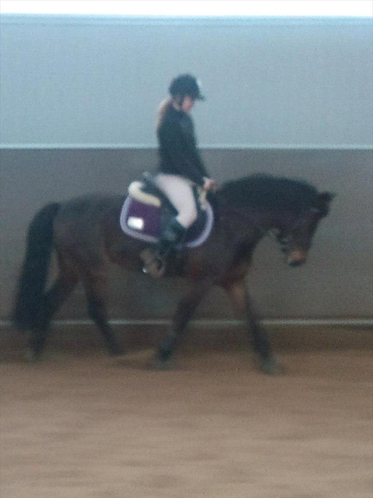 New Forest Mankehøjs Glamour<3 SOLGT:'-( billede 14