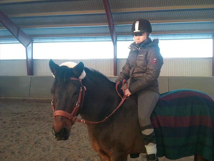 New Forest Mankehøjs Glamour<3 SOLGT:'-( billede 15