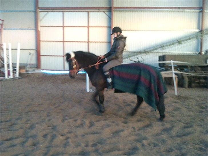 New Forest Mankehøjs Glamour<3 SOLGT:'-( billede 16