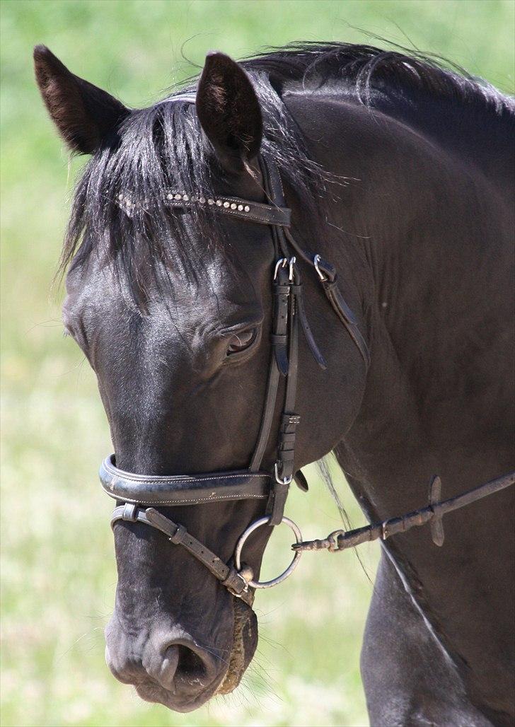 Anden særlig race Ramses R.I.P - Fedtøre billede 3