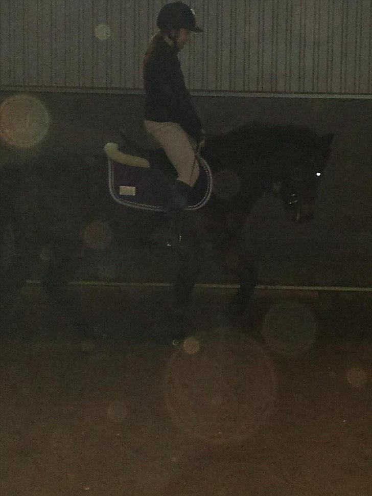 New Forest Mankehøjs Glamour<3 SOLGT:'-( billede 17