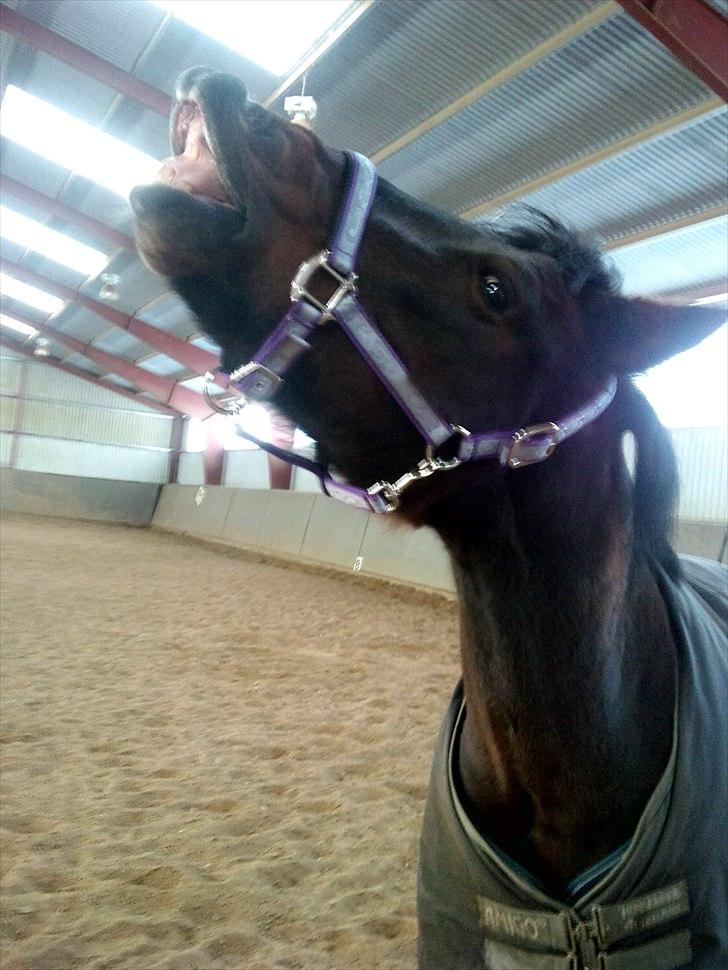 New Forest Mankehøjs Glamour<3 SOLGT:'-( billede 18