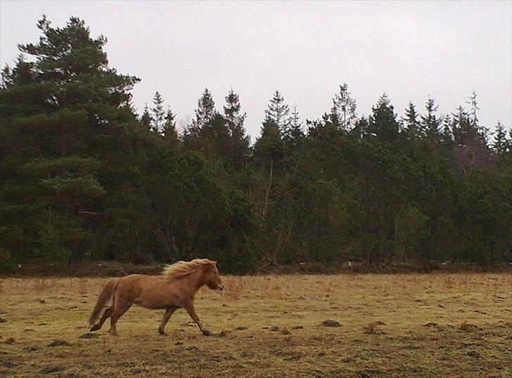 Islænder Gletta fra Sortenborg - Fri galop på folden.  billede 12