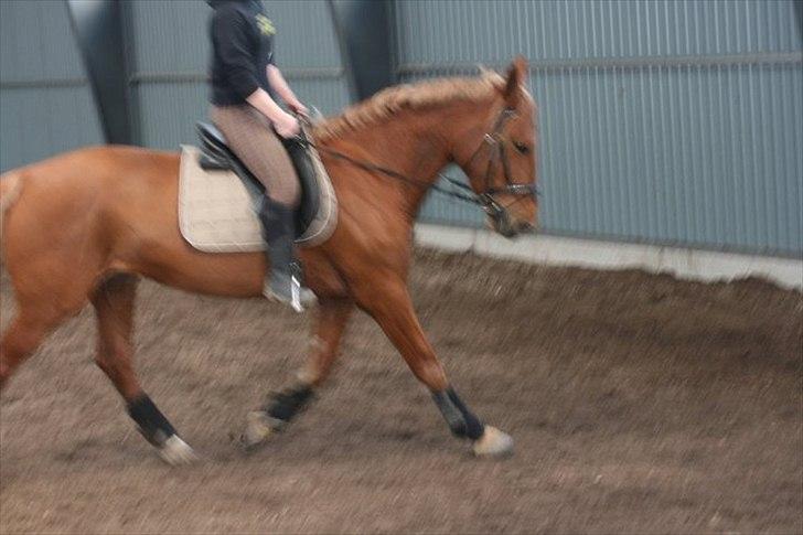 Anden særlig race Fiona (uforglemmelig <3) (solgt :( - os efter 2 md med ordentlig træning træning ;) på det nye sted med ridehus ;) billede 14