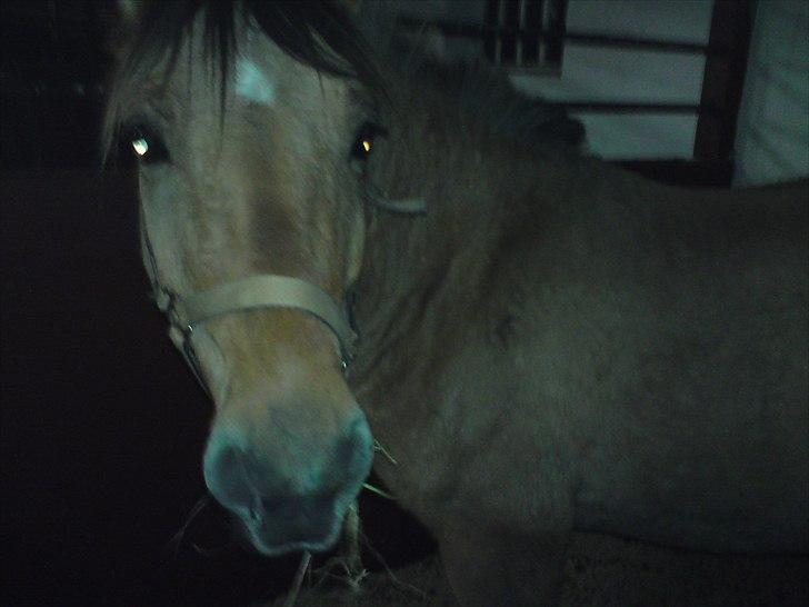 Anden særlig race Bobby - Min Dejlige Bobby billede 2