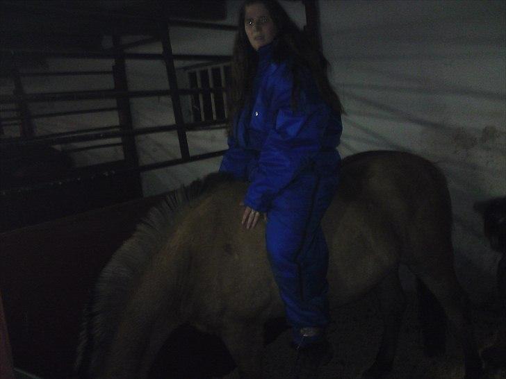 Anden særlig race Bobby - Bobby skat og mig i hans gamle boks billede 4