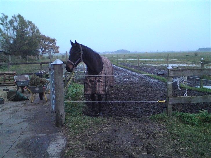 Traver Foxtrot billede 1