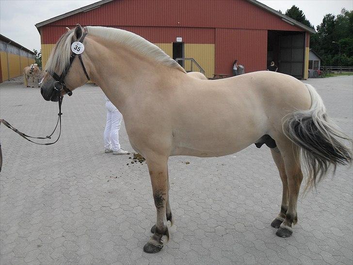 Fjordhest Mosegårdens kejser billede 20