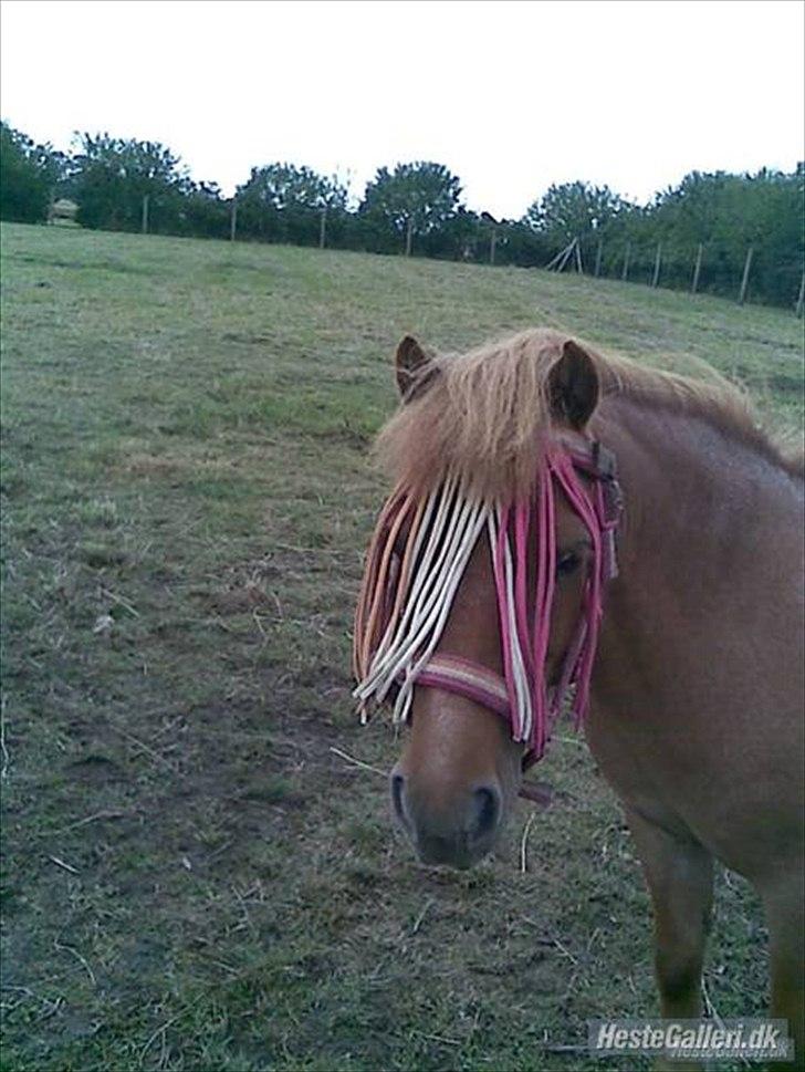 Shetlænder Tulle - solgt  - jamen hej Lizette. kommer du der? jeg har også ventet på dig hele dagen :*
 billede 7