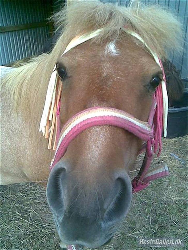 Shetlænder Tulle - solgt  - har du nogen godbidder med til mig?? :D billede 8