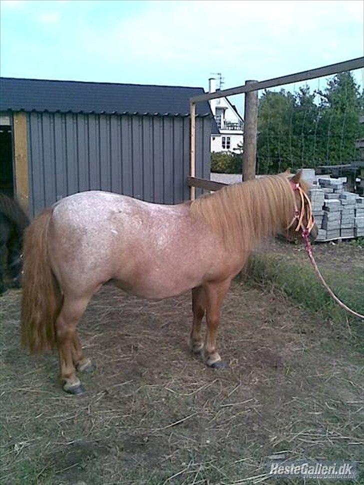 Shetlænder Tulle - solgt  billede 9