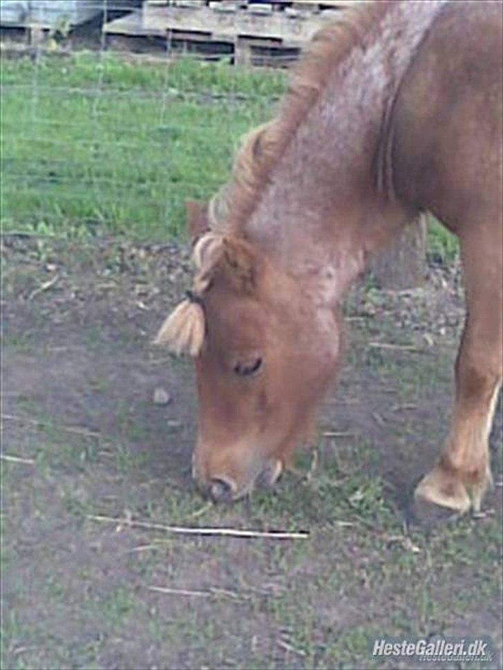 Shetlænder Tulle - solgt  billede 2