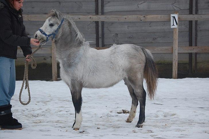 Welsh Mountain (sec A) Chopins Matine billede 2