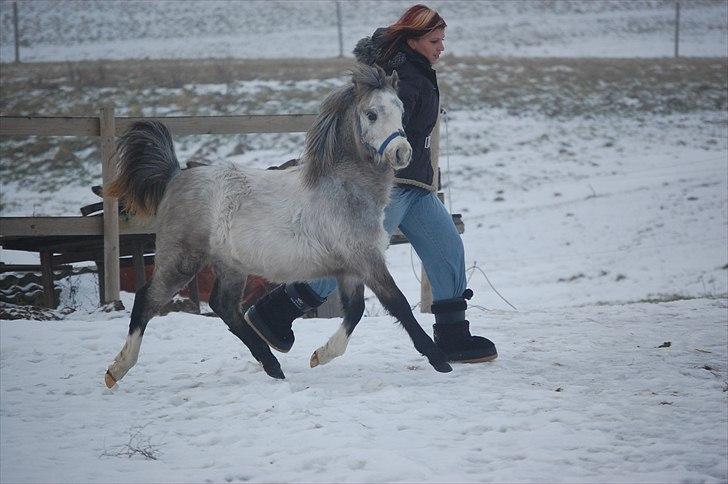 Welsh Mountain (sec A) Chopins Matine billede 3