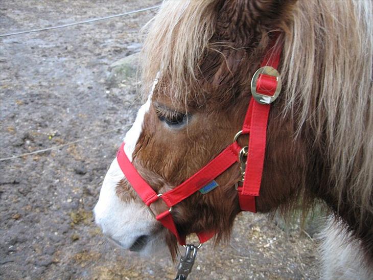 {{currentPhoto.altText}} billede {{currentPhoto.number}}