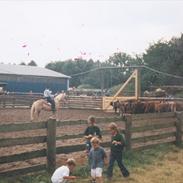 Haflinger Marco