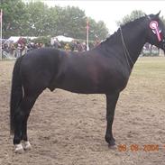 New Forest Elmholts Raket