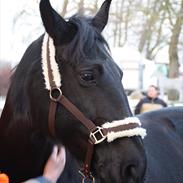 Anden særlig race Anastacia