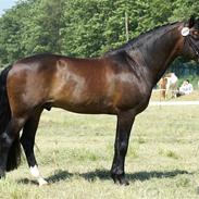 New Forest Mister Malthe ELITEHINGST