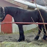 Frieser H. N. Balthezar 