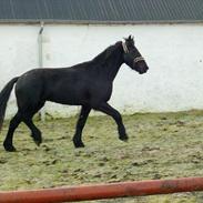 Frieser H. N. Balthezar 