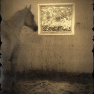 Anden særlig race Pajasso