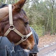 Anden særlig race Romeo Tattoo