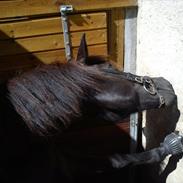 Islænder Stülka - tidl. part :-*