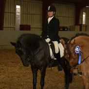 New Forest elmholst unik