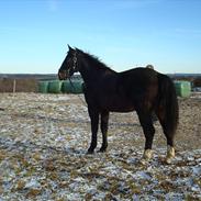 Anden særlig race  Unique
