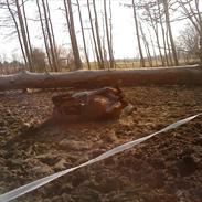 Anden særlig race Flicka