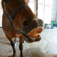 Anden særlig race Flicka