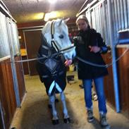 DSP bohemo geum A-PONY!