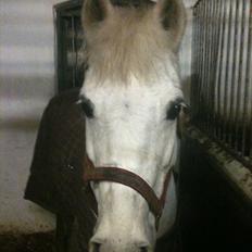 Anden særlig race Movie-Star