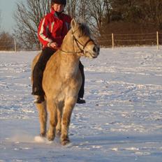 Fjordhest Almtoftlunds Maja