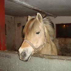 Fjordhest Almtoftlunds Maja