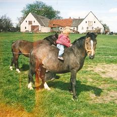 Dartmoor Gydens Amanda D 490 RIP<3 Min første c",)~