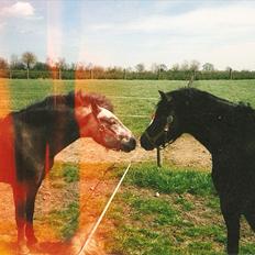 Dartmoor Gydens Amanda D 490 RIP<3 Min første c",)~