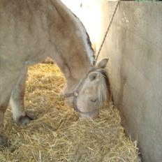 Fjordhest Almtoftlunds Maja